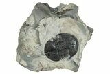 Killer Isoteloides Flexus Trilobite - Fillmore Formation, Utah #274715-1